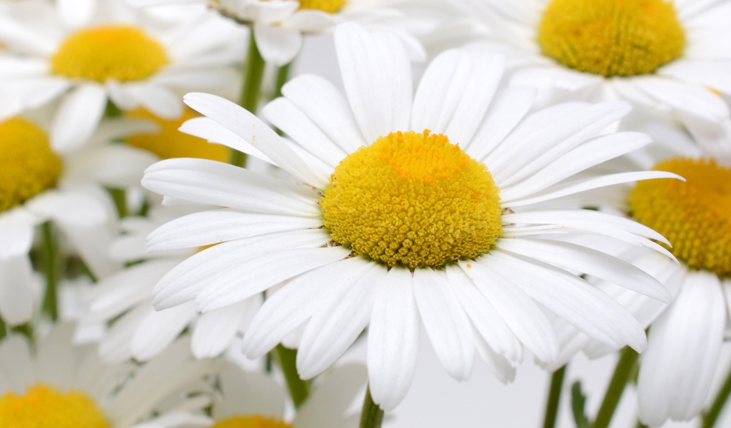 Много белых ромашек с желтой серединкой крупным планом