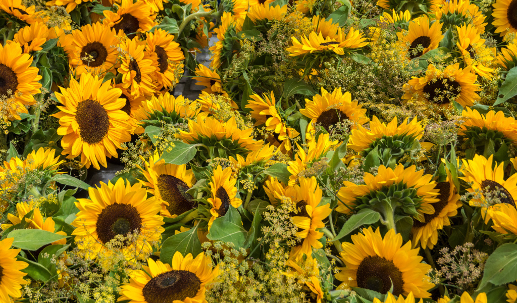 Много желтых цветущих подсолнухов