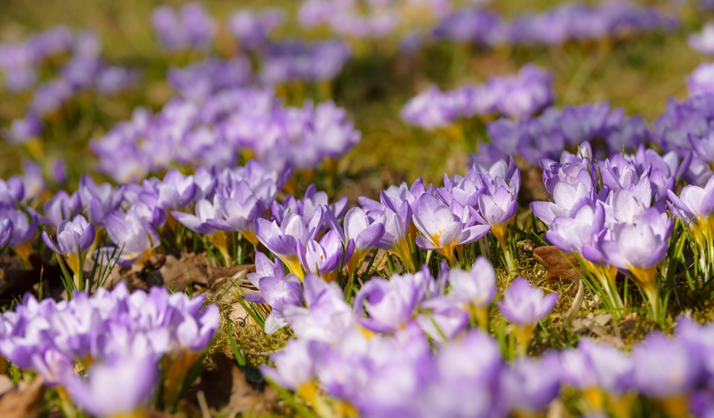 Много красивых сиреневых цветов крокуса на поляне