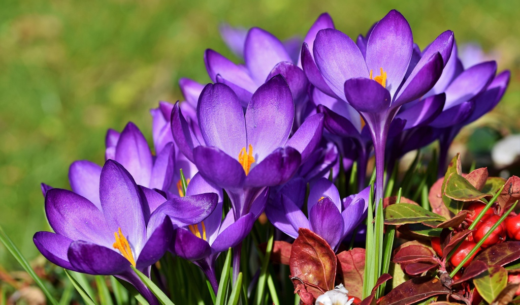 Много красивых сиреневых крокусов в лучах солнца