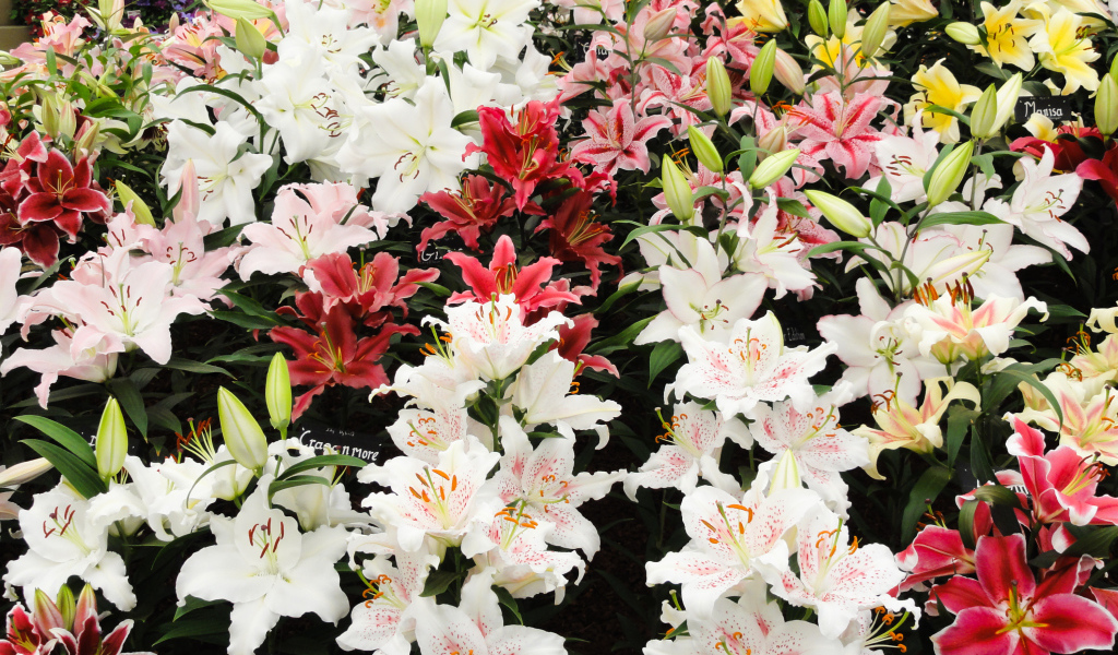 Много красивых разноцветных цветом лилии 