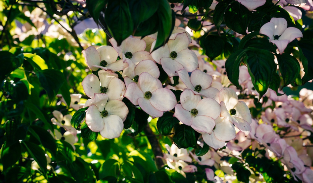 Много красивых розовых цветов на ветке дерева 
