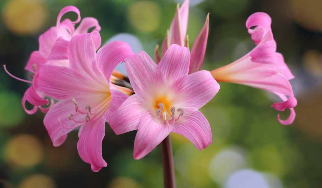 Много красивых розовых цветов лилии