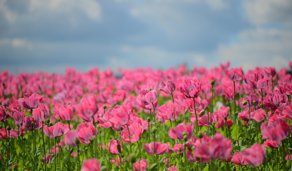 Много красивых розовых маков на поле