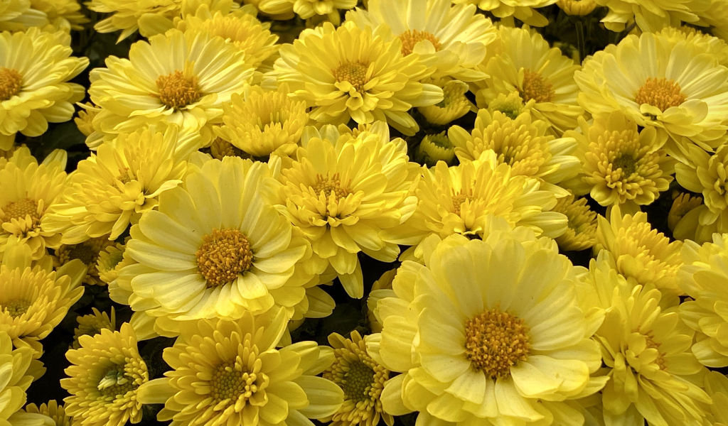 Много красивых желтых цветов хризантемы 
