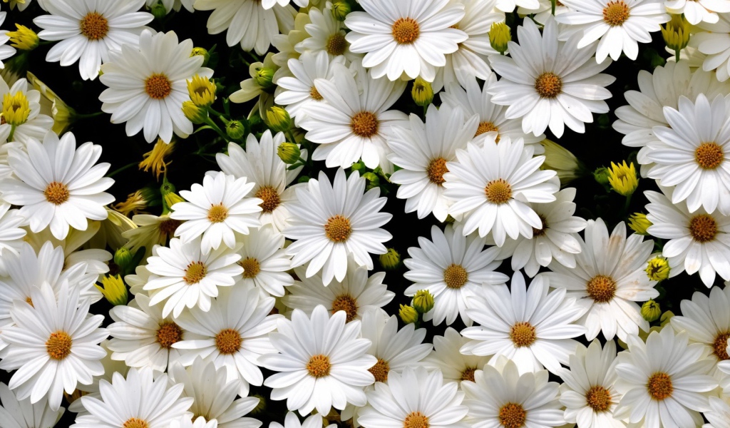 Много нежных белых цветов ромашковидной хризантемы крупным планом