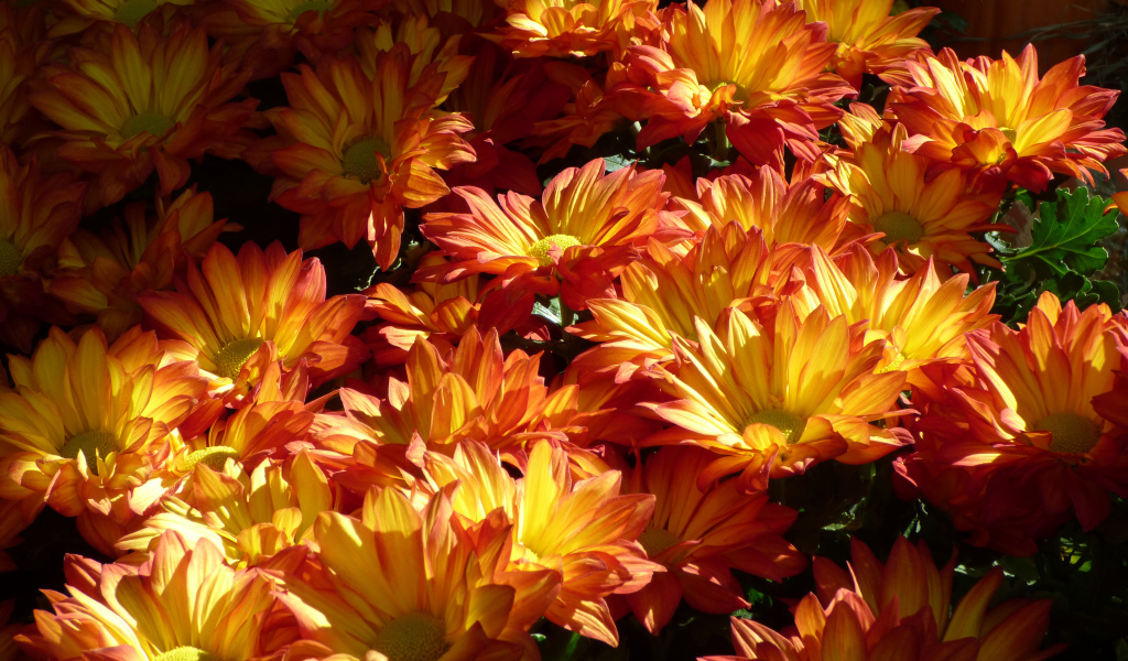 Много крупных оранжевых хризантем на клумбе
