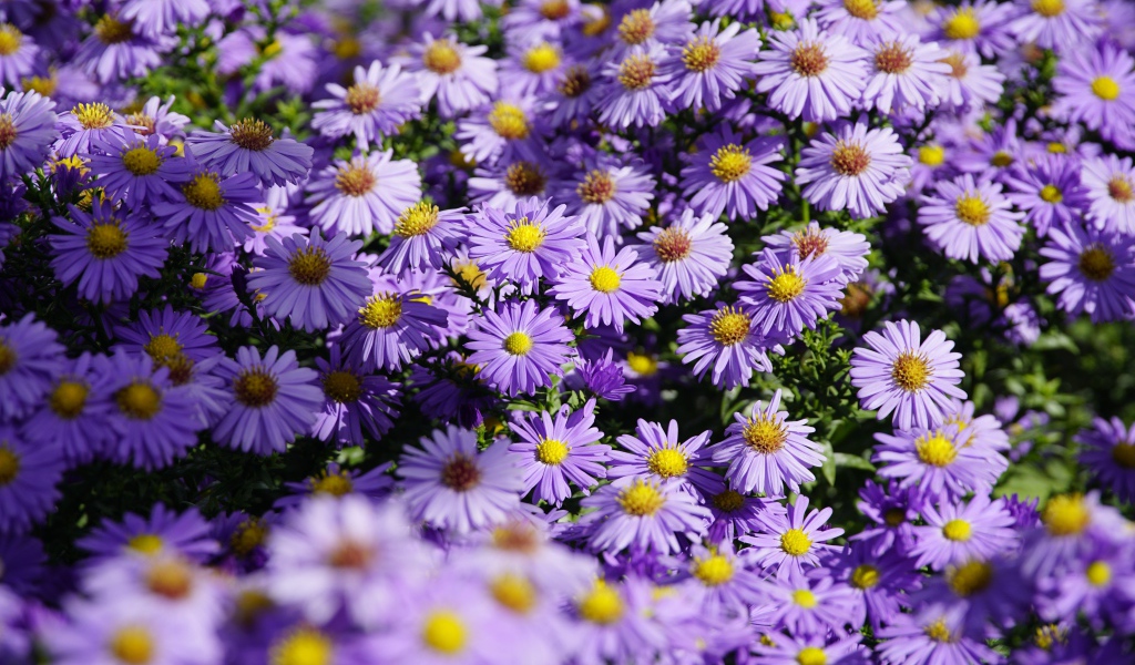 Много сиреневых цветов сентябринки в лучах солнца