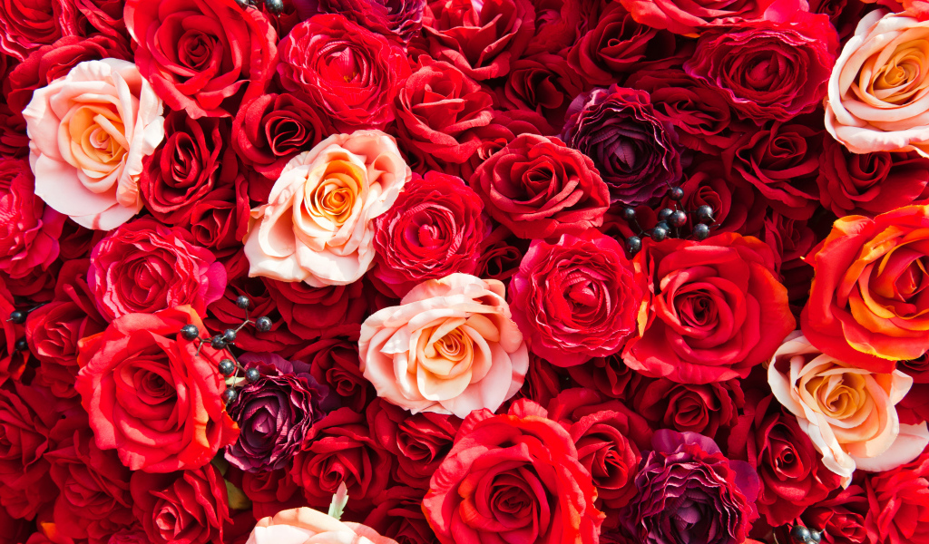 Много разноцветных красных роз вблизи