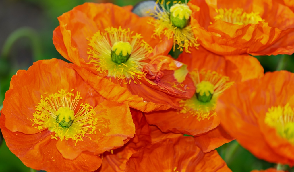 Много оранжевых декоративных маков на клумбе