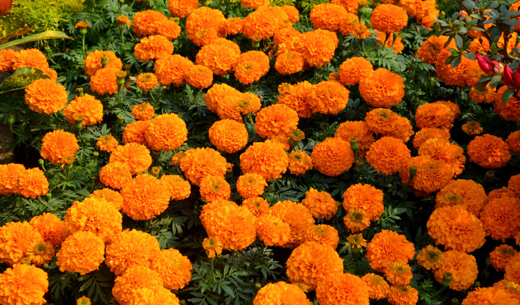 Много оранжевых цветов бархатцев крупным планом