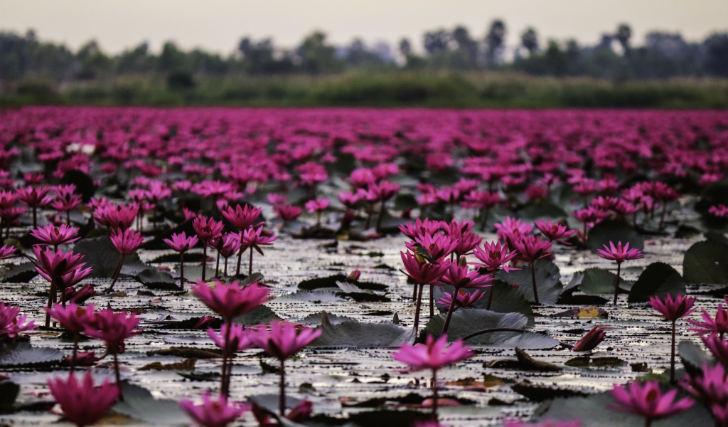 Много розовых цветов лотоса в пруду 