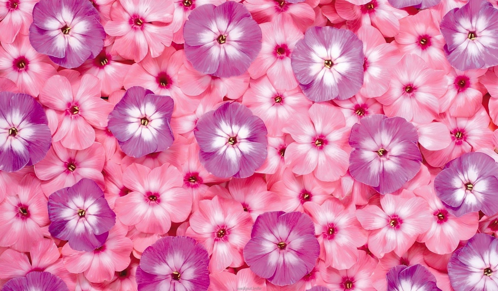 Много розовых цветов флоксы крупным планом