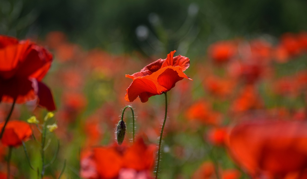 Много красных цветов мака с бутонами на поле 