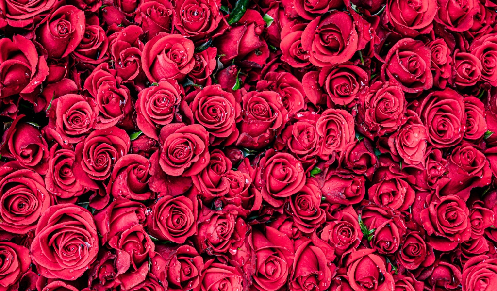 Много красных цветков розы крупным планом