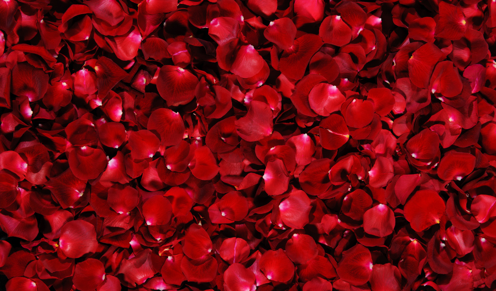 Много красных лепестков алой розы 