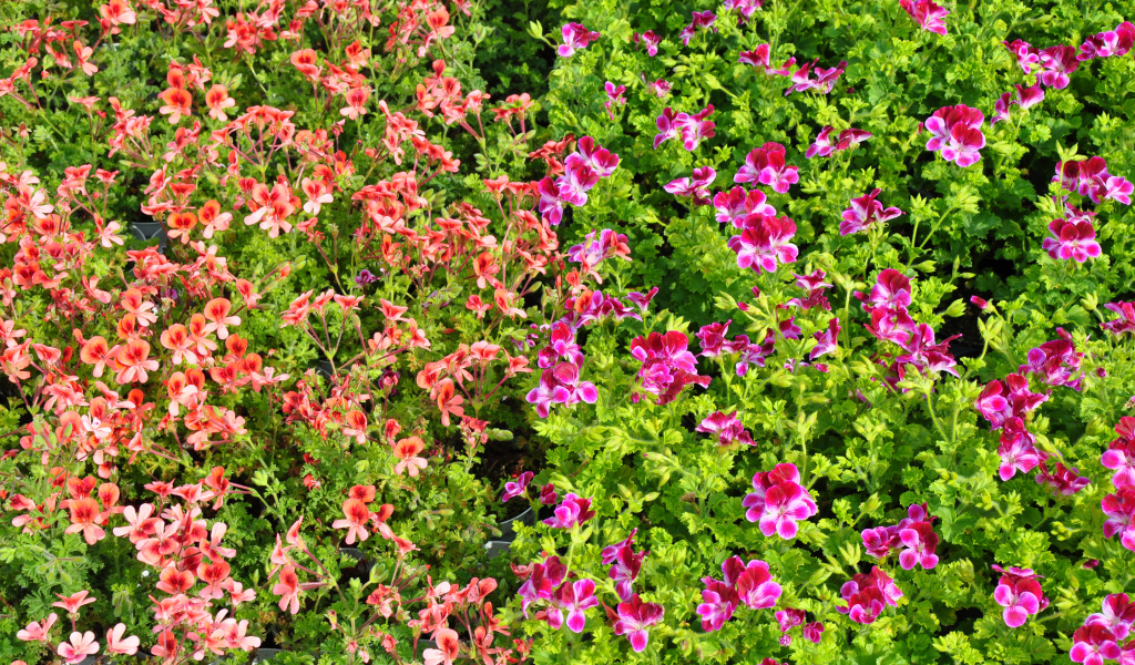 Много мелких цветов пеларгонии с зелеными листьями