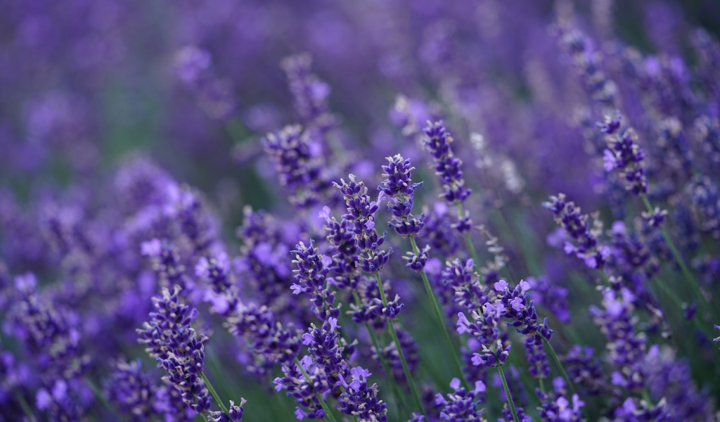 Много мелких цветов лаванды крупным планом