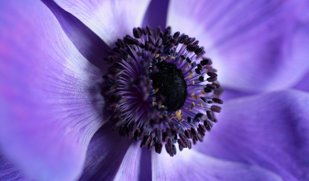 Середина фиолетового цветка анемоны 
