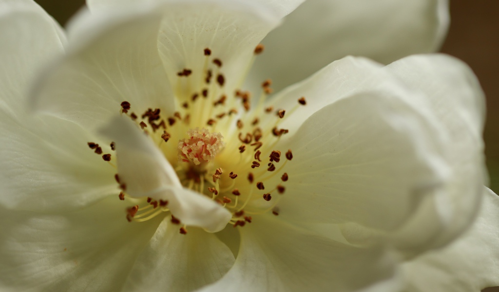 Серединка белого цветка крупным планом 