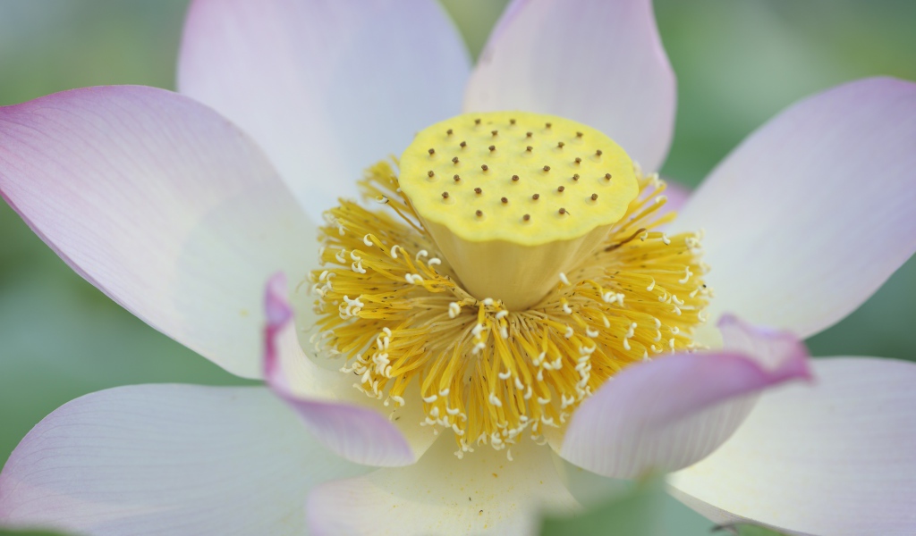 Серединка розового цветка лотоса 