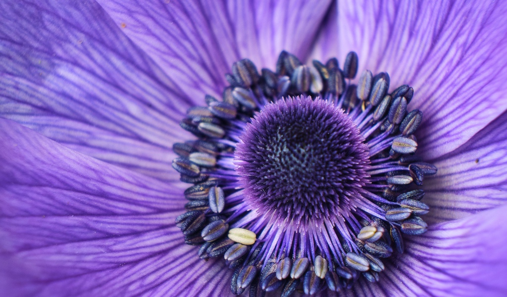 Серединка фиолетового цветка анемоны крупным планом