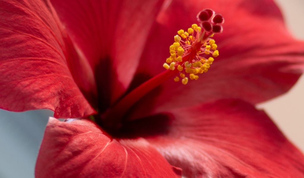 Серединка красного цветка гибискуса крупным планом