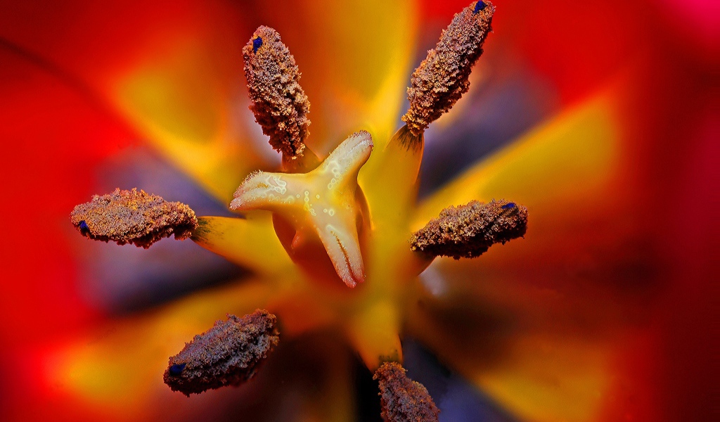 Серединка красного тюльпана 