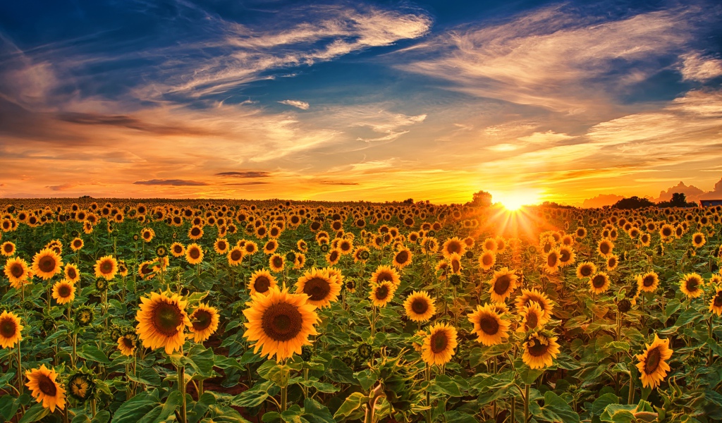 Больше поле с цветущими подсолнухами на закате солнца