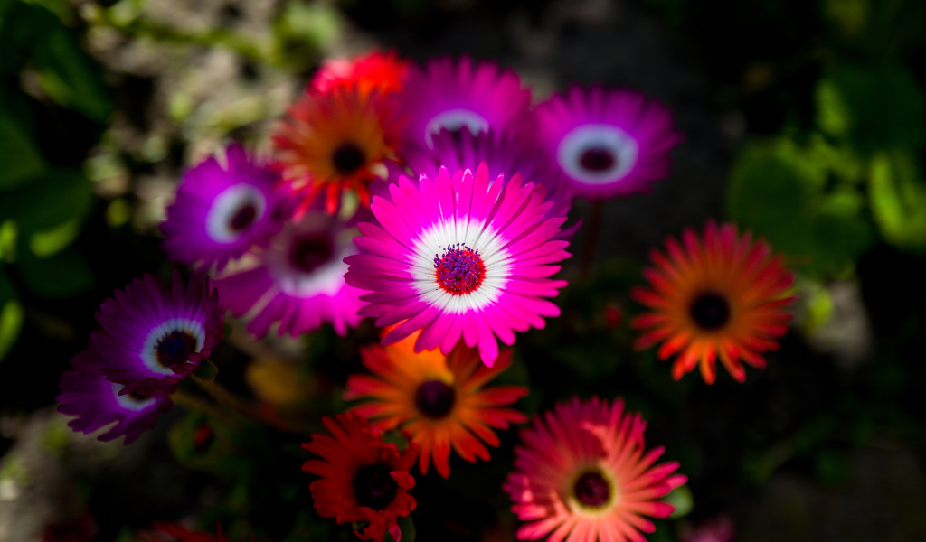 Разноцветные яркие цветы летом 