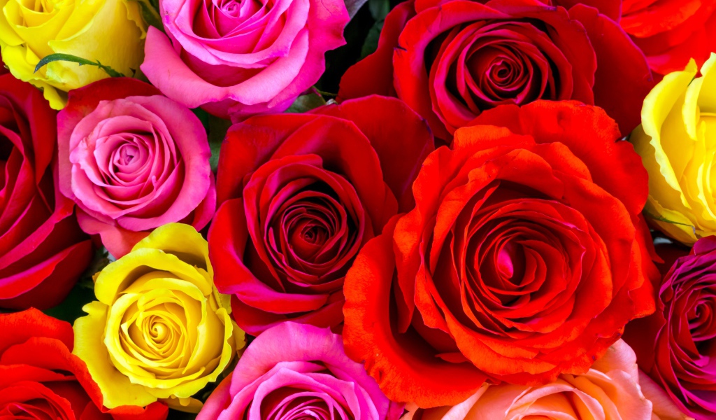 Разноцветные розы крупным планом