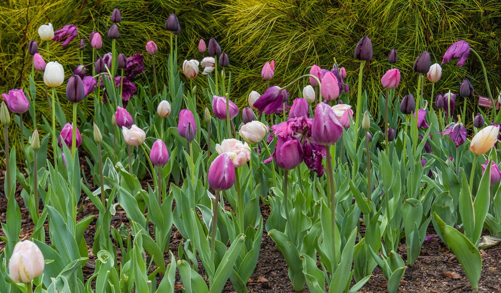 Разноцветные тюльпаны на клумбе 