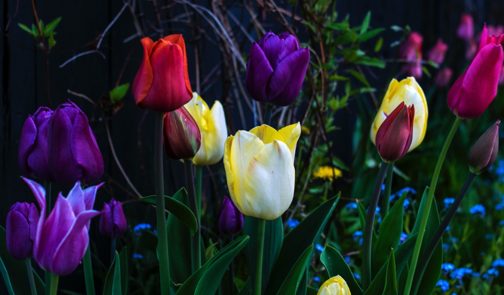 Разноцветные тюльпаны на клумбе крупным планом