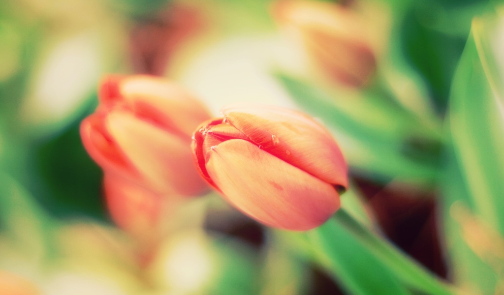 Не распустившиеся тюльпаны крупным планом