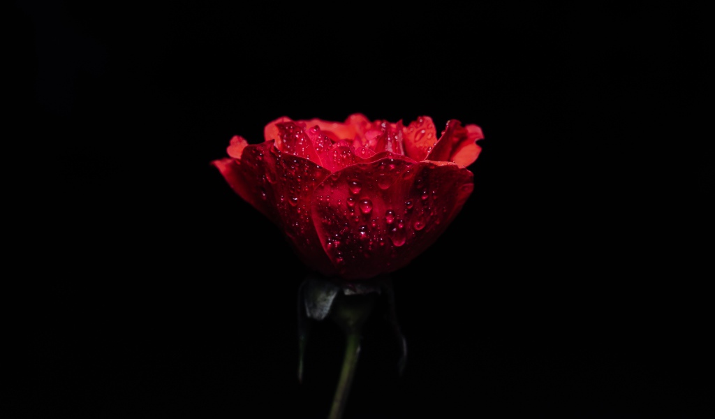 Одна красная роза в каплях воды на черном фоне