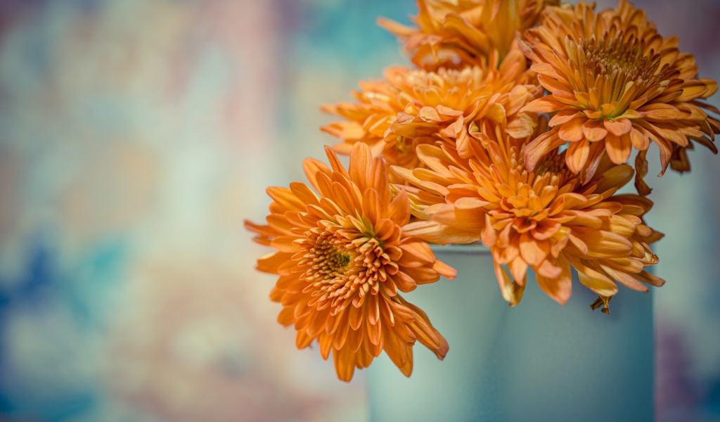 Оранжевые цветы хризантемы в вазе 