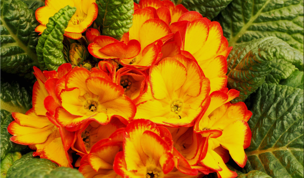 Оранжевый комнатный цветок примула с зелеными листьями