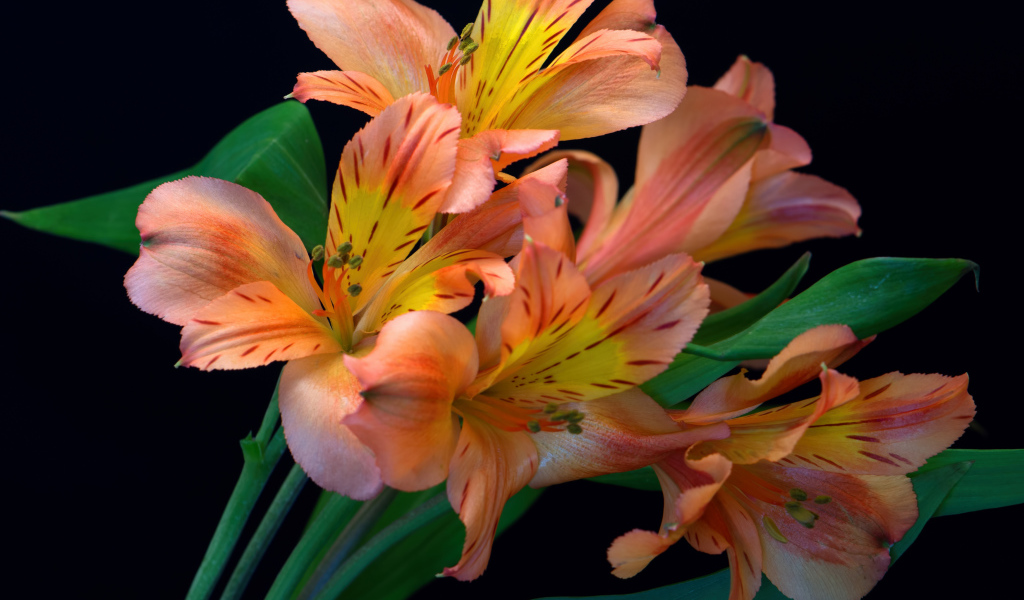 Оранжевые цветы альстромерии на черном фоне 