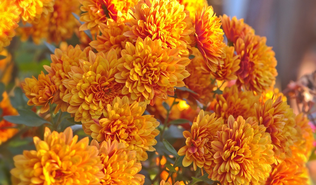 Оранжевые осенние цветы хризантемы крупным планом 