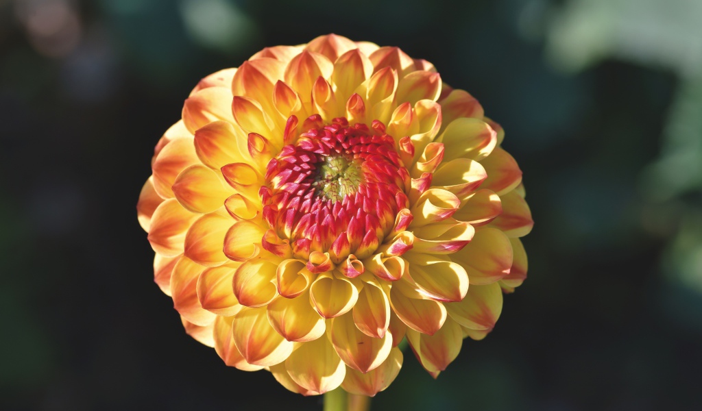 Оранжевый красивый цветок георгины крупным планом