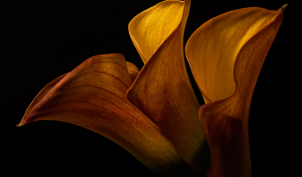 Оранжевые цветы каллы на черном фоне крупным планом