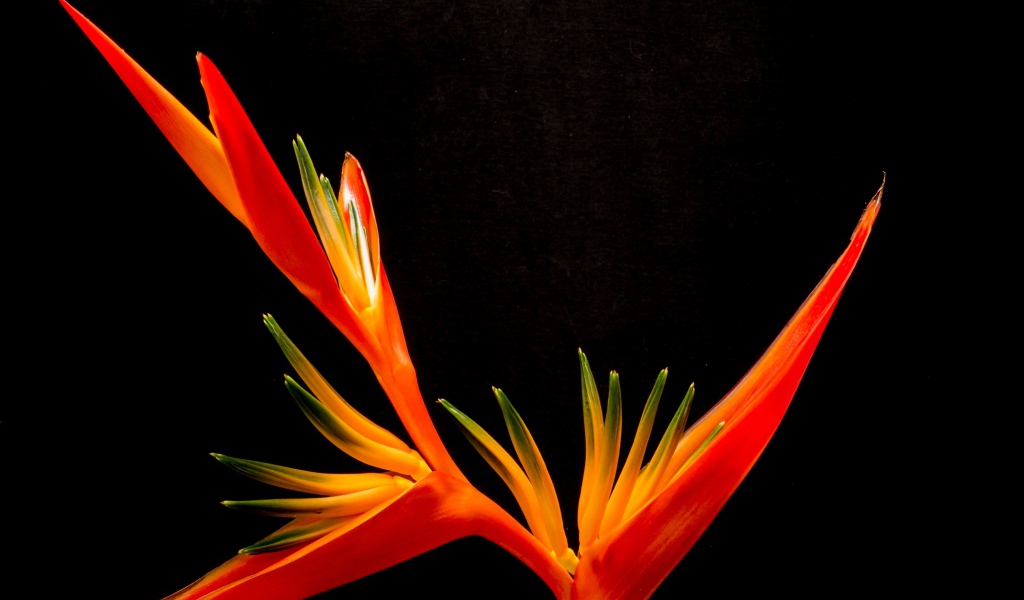Оранжевый цветок канны на черном фоне
