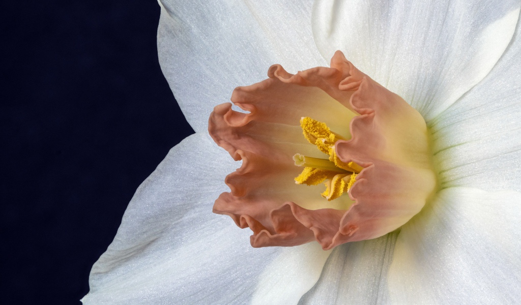 Оранжевая серединка белого нарцисса 