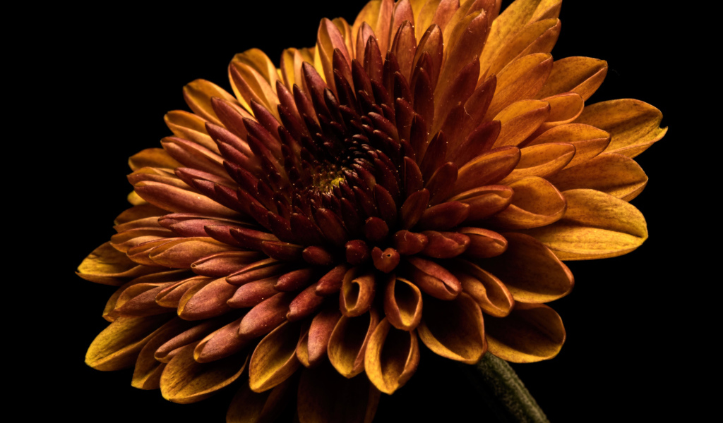 Оранжевый цветок хризантемы на черном фоне крупным планом