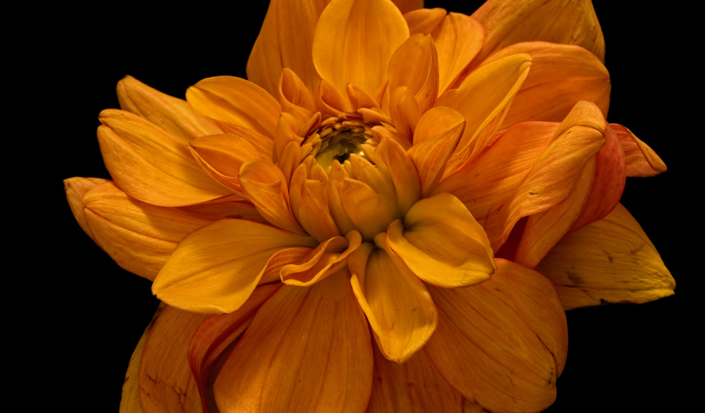 Цветок оранжевой хризантемы на черном фоне крупным планом