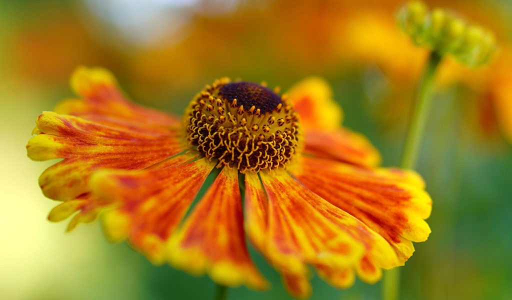 Оранжевый цветок Гелениум крупным планом