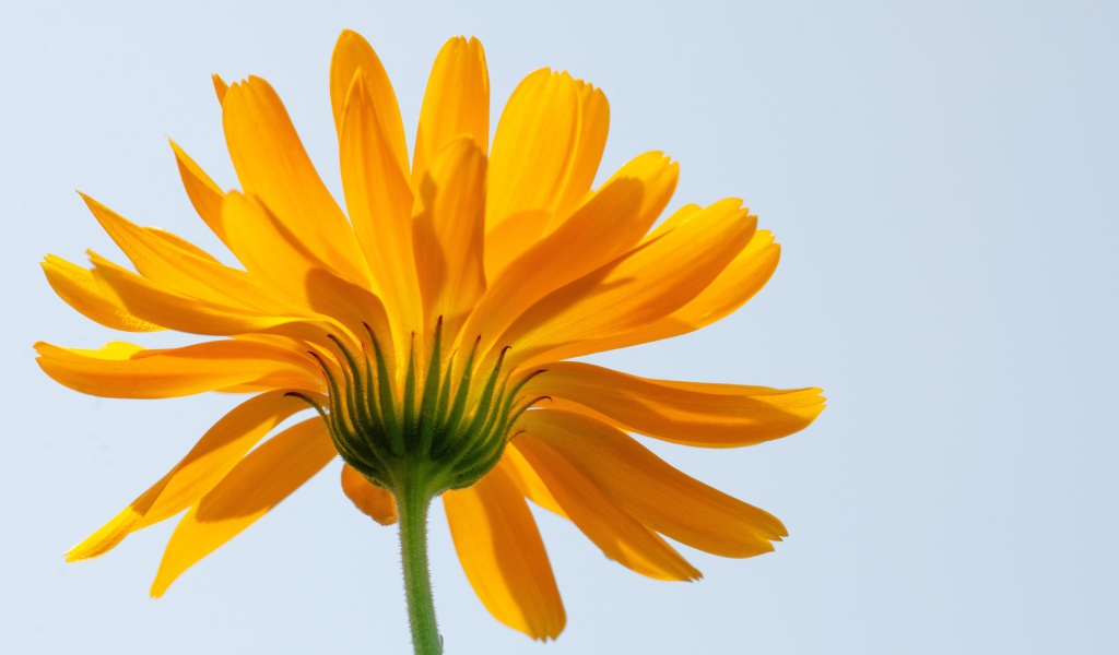 Оранжевый цветок ноготки на сером фоне 