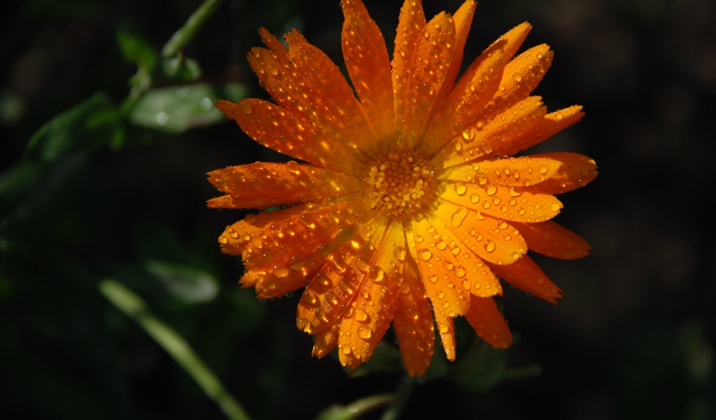 Оранжевый цветок календула в каплях росы