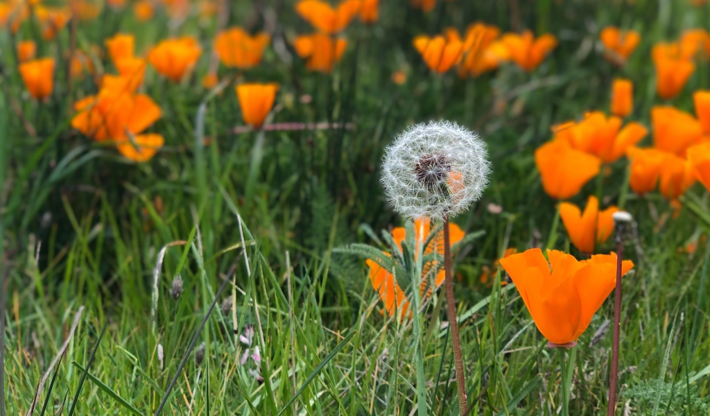 Оранжевые цветы эшшольции с белым одуванчиком