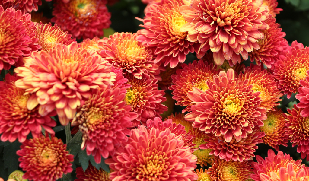 Оранжевые пушистые хризантемы крупным планом